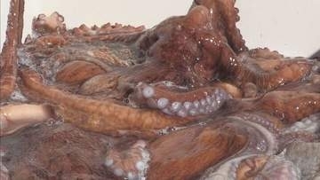 年末年始に向け…北海道えりも町のミズダコ　水揚げピークに　刺身や酢ダコなど加工用で人気
