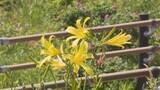 「北海道オホーツクに夏の彩り　200種類の花々が咲き誇る小清水原生花園　網走国定公園」の画像1