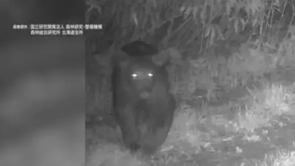 羊ケ丘でまたクマ…白く光る"目"がこちらを見てる 研究施設のカメラに林道を歩くような様子も　札幌市