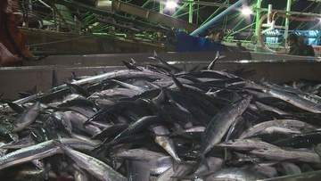 【サンマ不漁】道内の水揚げ量　前年同期比で8割近く減 根室・花咲港も大幅減