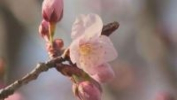 道北に桜前線が到達　 旭川市で観測史上最速！サクラの開花発表　2～3日後に満開を迎える見込み