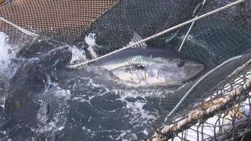 【海に異変】北海道の海で網に大量のクロマグロが…でも漁獲枠の壁に阻まれ逃がさざるを得ない苦悩