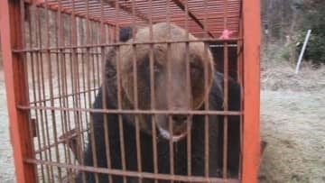 「稀に見る大きな個体」体長1.9m、体重400kg級の巨大グマを捕獲！300kg超の箱わなを倒した個体と同一か