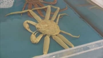 漁師もびっくり！甲羅から脚の先まで真っ白！えりも岬漁港で珍しいオオズワイガニを水揚げ