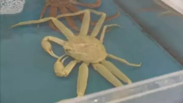 漁師もびっくり！甲羅から脚の先まで真っ白！えりも岬漁港で珍しいオオズワイガニを水揚げ