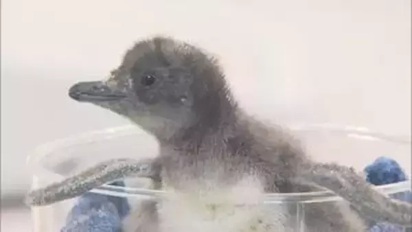 "世界最小"フェアリーペンギンの赤ちゃん　生後15日で29gから233gへ順調に成長　札幌