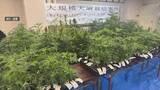 「日高町の倉庫で約1億円相当の大麻草を栽培していた疑い　男2人を逮捕」の画像1