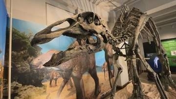 北大が全身骨格を再現！むかわ町で見つかった新種の恐竜「カムイサウルス」一般公開へ