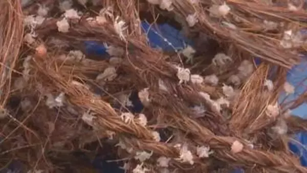 「甲羅の大きさわずか2mm」根室市で花咲ガニの“赤ちゃん”約33万匹を海に放流　5年かけて8cmに