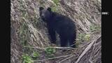 「北海道・行楽シーズン本番で山歩きなどはクマ出没に要注意　すでに被害も」の画像1