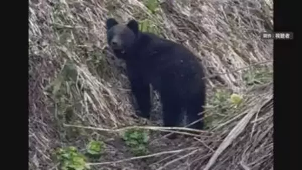 北海道・行楽シーズン本番で山歩きなどはクマ出没に要注意　すでに被害も