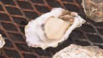 「身がぶりぶり」厚岸で恒例の「かき祭り」初日からにぎわう　桜も見られて海鮮も満喫　17日まで
