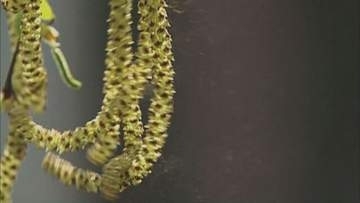 雨の翌日は要注意！ 花粉飛散量が「倍」になるワケ　札幌では今年は例年より早く飛ぶ？