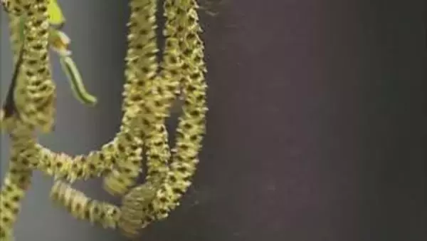 雨の翌日は要注意！ 花粉飛散量が「倍」になるワケ　札幌では今年は例年より早く飛ぶ？