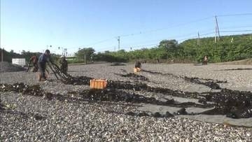 北海道浦河町に夏の訪れを告げる「日高コンブ漁」が解禁 浜辺を染める天日干しの風景