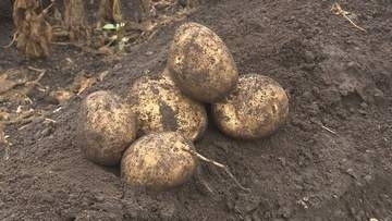 アメリカ産生ジャガイモの輸入解禁、日本一の生産地・北海道への影響は？