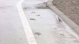 「「怖いね」市街地に点々とクマのフンや足跡…湧別町　未明に体長約1.5mのクマ目撃」の画像1