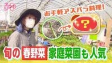 【オシプラ】旬を迎えた春野菜 おいしいアスパラの見分け方とお手軽料理とは？ 家計を助ける家庭菜園も人気