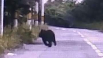 【クマ目撃】犬の散歩帰りの男性が車を運転していたら…体長約1メートル　新ひだか町静内真歌