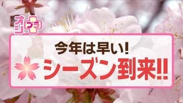 オシプラ！サクラシーズン2026到来　見ごろはいつ？　北海道内の花見の名所・最新情報　新作グルメも