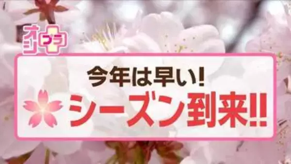 オシプラ！サクラシーズン2026到来　見ごろはいつ？　北海道内の花見の名所・最新情報　新作グルメも