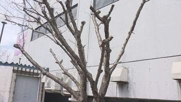 「犬の散歩がてらに毎年来て写真を」早咲きで人気のサクラが工事のために伐採　倒木の危険性も　札幌市西区