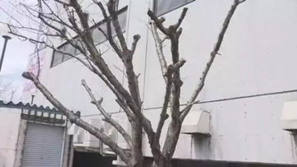 「犬の散歩がてらに毎年来て写真を」早咲きで人気のサクラが工事のために伐採　倒木の危険性も　札幌市西区