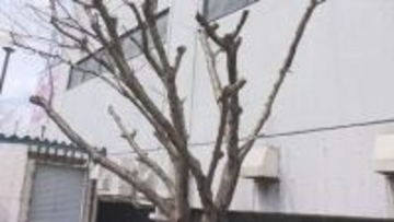 「犬の散歩がてらに毎年来て写真を」早咲きで人気のサクラが工事のために伐採　倒木の危険性も　札幌市西区