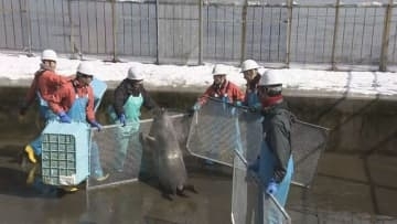 夏用プールへ引っ越し　アザラシ12頭が大移動　おたる水族館14日から通常営業