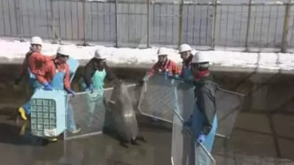 夏用プールへ引っ越し　アザラシ12頭が大移動　おたる水族館14日から通常営業