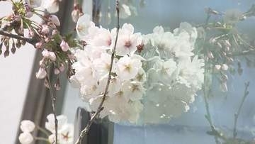 北海道に春到来！松前史上2番目の早咲き発表　五稜郭タワーはサクラ見頃へ窓磨き！札幌のサクラは？