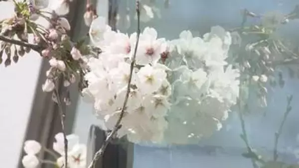 北海道に春到来！松前史上2番目の早咲き発表　五稜郭タワーはサクラ見頃へ窓磨き！札幌のサクラは？