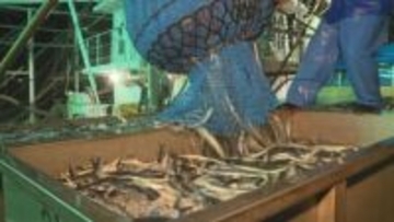 北海道内サンマ水揚げ7年ぶりに3万t超え約130億円に　「資源回復とは言えないが期待大」
