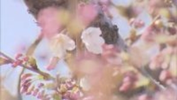 午後からの日差しで松前町のサクラが開花　史上2番目に早い記録　桜前線が津軽海峡を越え北海道に上陸