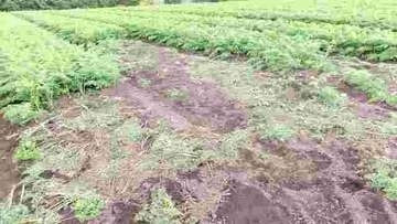 またクマが…函館の畑でニンジン1200本が食い荒らされる被害　畑にはクマの糞や足跡
