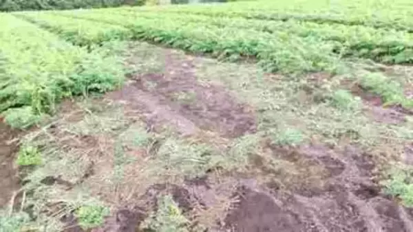 またクマが…函館の畑でニンジン1200本が食い荒らされる被害　畑にはクマの糞や足跡