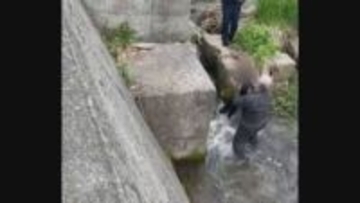 「ずぶぬれで泣きながら壁につかまり…」川の中から4歳の男の子が救出される瞬間　男の子にけがなし　札幌