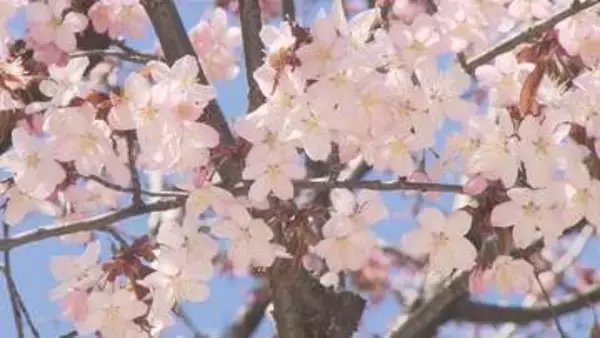 札幌中心部で早咲きサクラが見頃　気象台職員・メディア集結も、標本木は「5輪」に満たず開花発表は翌日へ