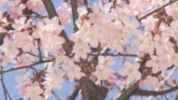 札幌中心部で早咲きサクラが見頃　気象台職員・メディア集結も、標本木は「5輪」に満たず開花発表は翌日へ