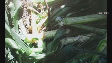 クマ　収穫前のトウモロコシ数本食う 近くに約12センチの足跡　北海道旭川市