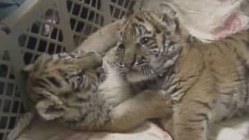 足に障がい抱えながら懸命に生きた2頭のアムールトラ「タイガとココア」その生涯まとめた本が復刊