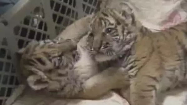 足に障がい抱えながら懸命に生きた2頭のアムールトラ「タイガとココア」その生涯まとめた本が復刊