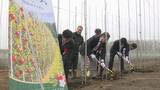 「生産効率が通常の3倍！　室蘭市で小さな苗木を密植する「高密植栽培」が始動　新たな地域産業へ期待」の画像1