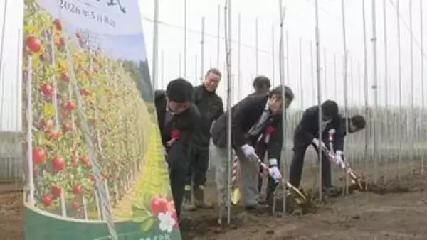 生産効率が通常の3倍！　室蘭市で小さな苗木を密植する「高密植栽培」が始動　新たな地域産業へ期待