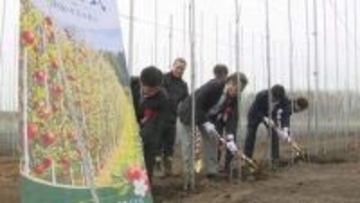 生産効率が通常の3倍！　室蘭市で小さな苗木を密植する「高密植栽培」が始動　新たな地域産業へ期待