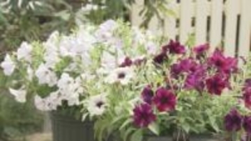 ガーデニングで人気の花「ペチュニア」…珍しい品種含め30種類60鉢が並ぶ展示会　札幌市百合が原公園