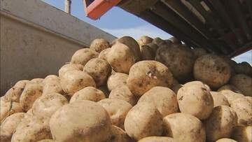 米国産生ジャガイモの輸入解禁は「新たな病害虫リスクを高める」　北海道農業界が反発