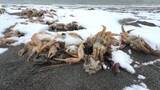 「【異例】海岸に大量の毛ガニの抜け殻が漂着　「驚いた」研究機関が調査に乗り出す　腐敗臭なし　苫小牧市」の画像1