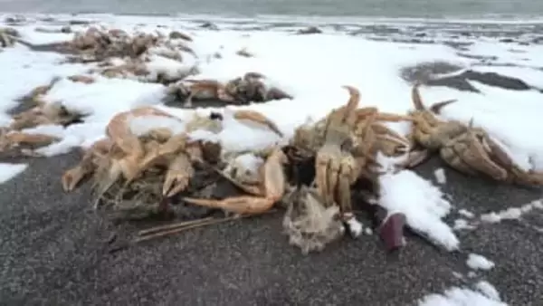 【異例】海岸に大量の毛ガニの抜け殻が漂着　「驚いた」研究機関が調査に乗り出す　腐敗臭なし　苫小牧市