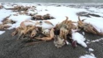 【異例】海岸に大量の毛ガニの抜け殻が漂着「驚いた」研究機関が調査に乗り出す　腐敗臭なし　北海道苫小牧